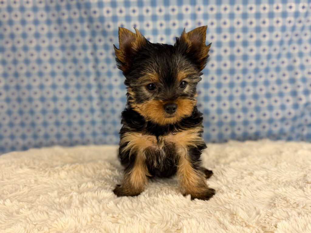 Yorkshire Terrier - 940
