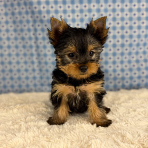 Yorkshire Terrier - 940