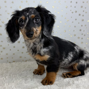 Miniature Dachshund - 946