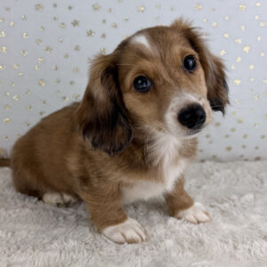 Miniature Dachshund - 923