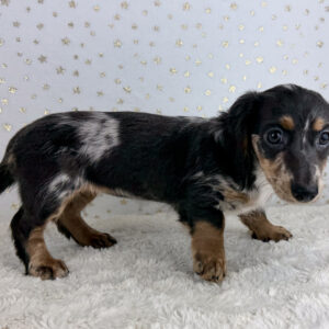 Miniature Dachshund - 945