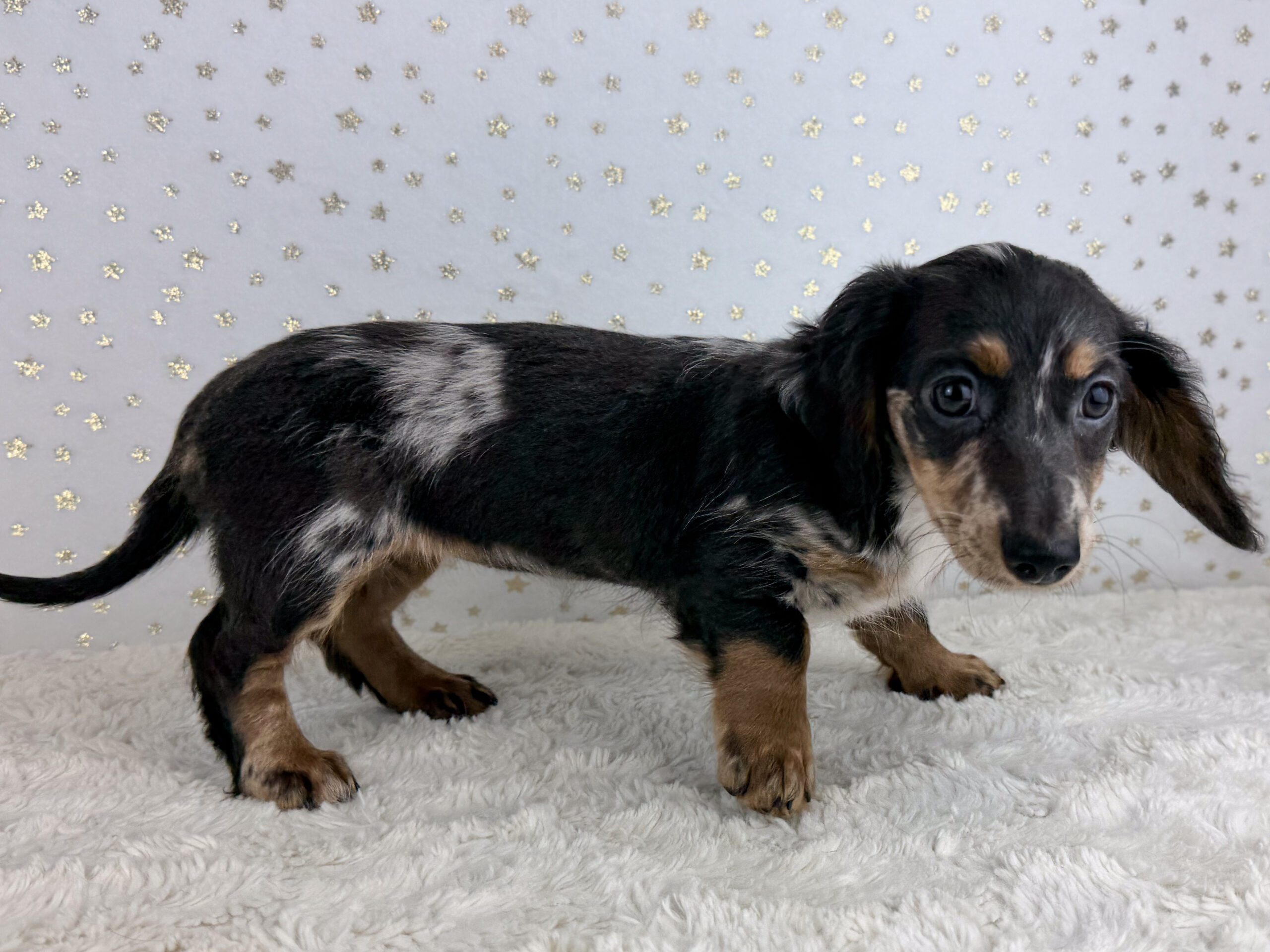Miniature Dachshund in Laramie, WY
