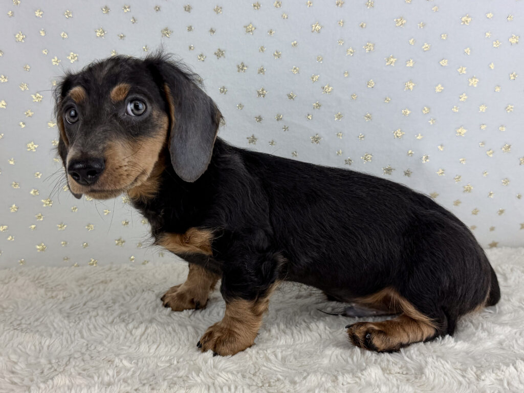 Miniature Dachshund