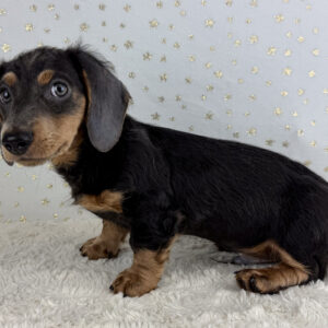 Miniature Dachshund - 943