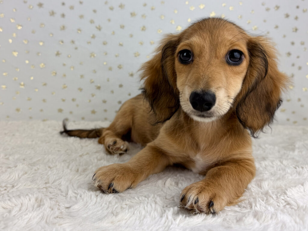 Trudy - Image 1