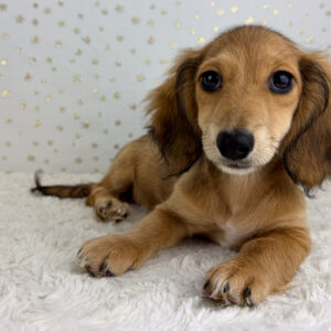 Miniature Dachshund - 916