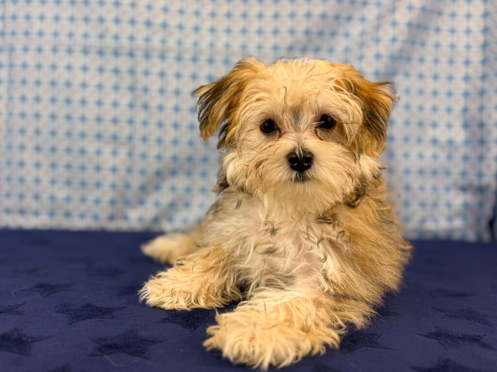 Morkie - 933