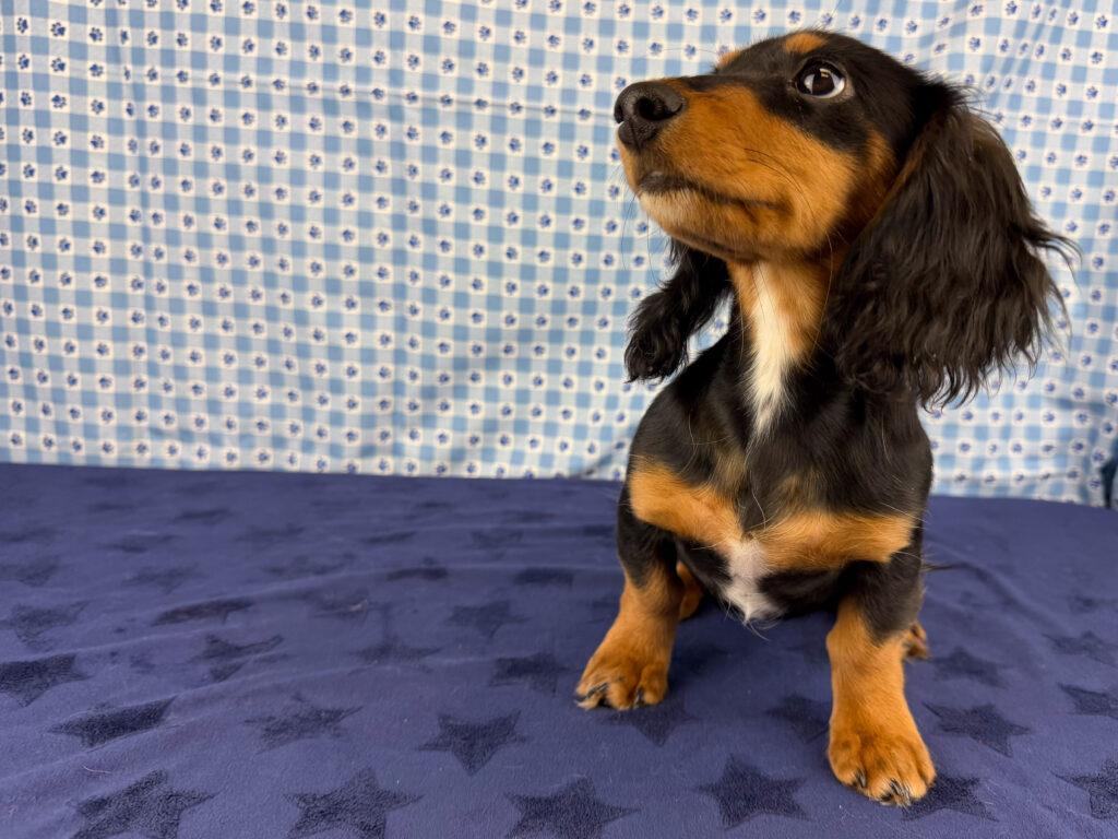 Miniature Dachshund - 881