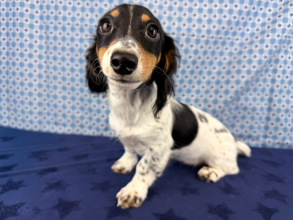 Miniature Dachshund - 879