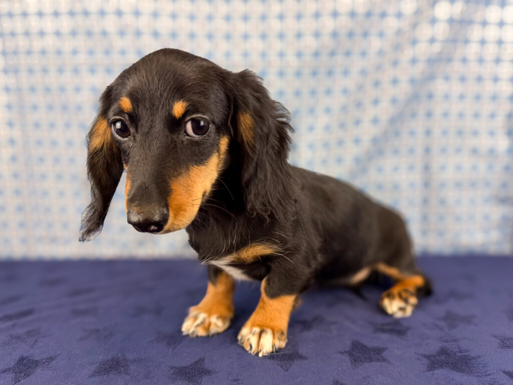 Miniature Dachshund - 876