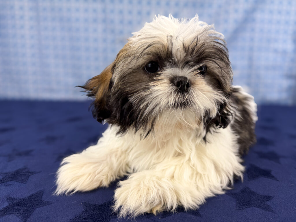 Shih Tzu - 936
