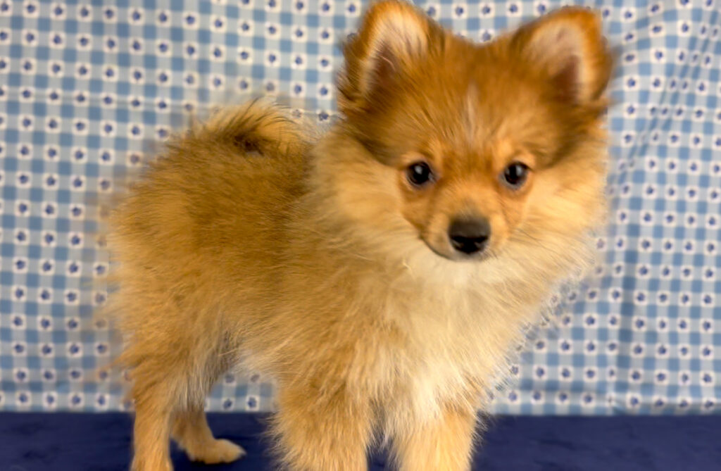 Pomeranian - 927