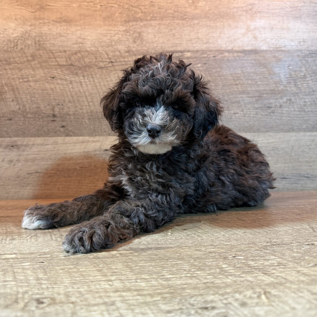 Poodle - 924