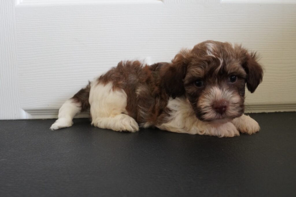 Havanese - 931