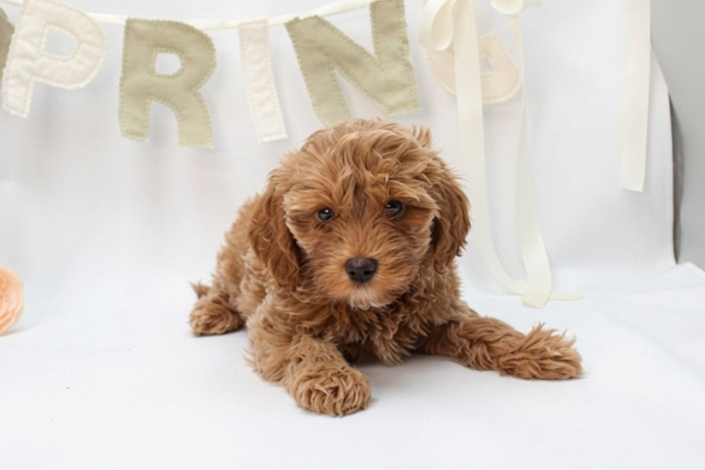 How to Choose the Right Puppy Breed for Your Lifestyle