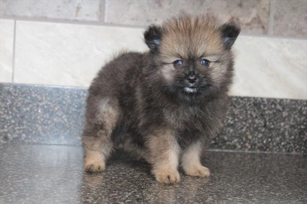Pomeranian - 966