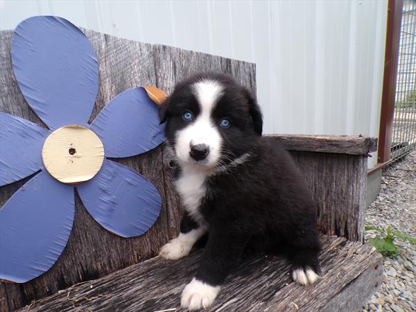 Australian Shepherd - 958