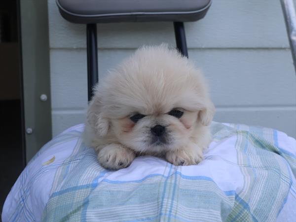 Pekingese - 967