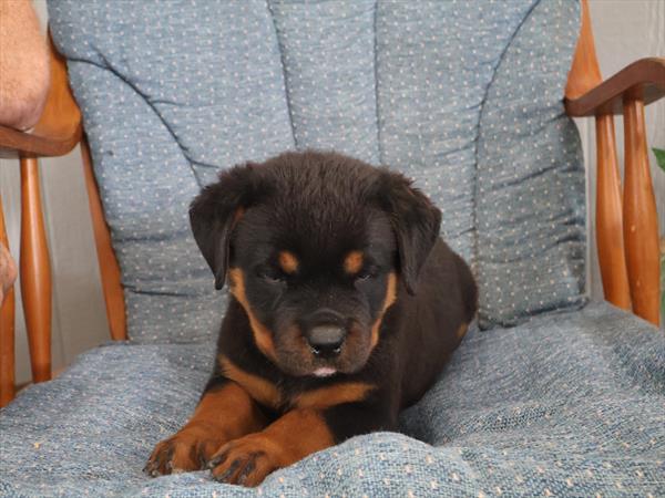 Rottweiler - 960