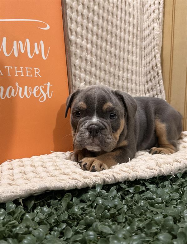 Victorian Bulldog - 953