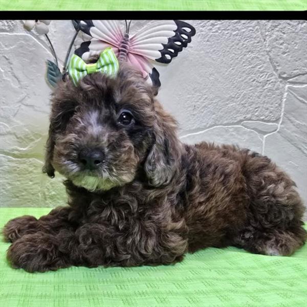 Poodle Mini - 948