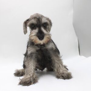 Miniature Schnauzer - 954