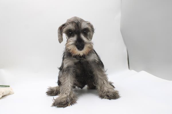 Miniature Schnauzer