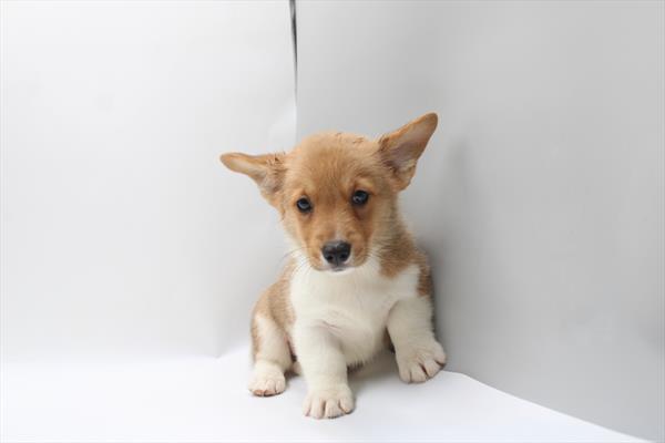 Pembroke Welsh Corgi - 955