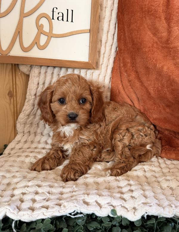 Cavapoo - 956