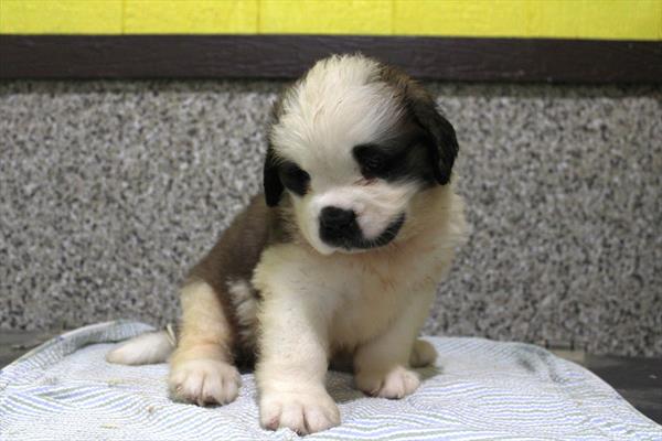 Saint Bernard - 971