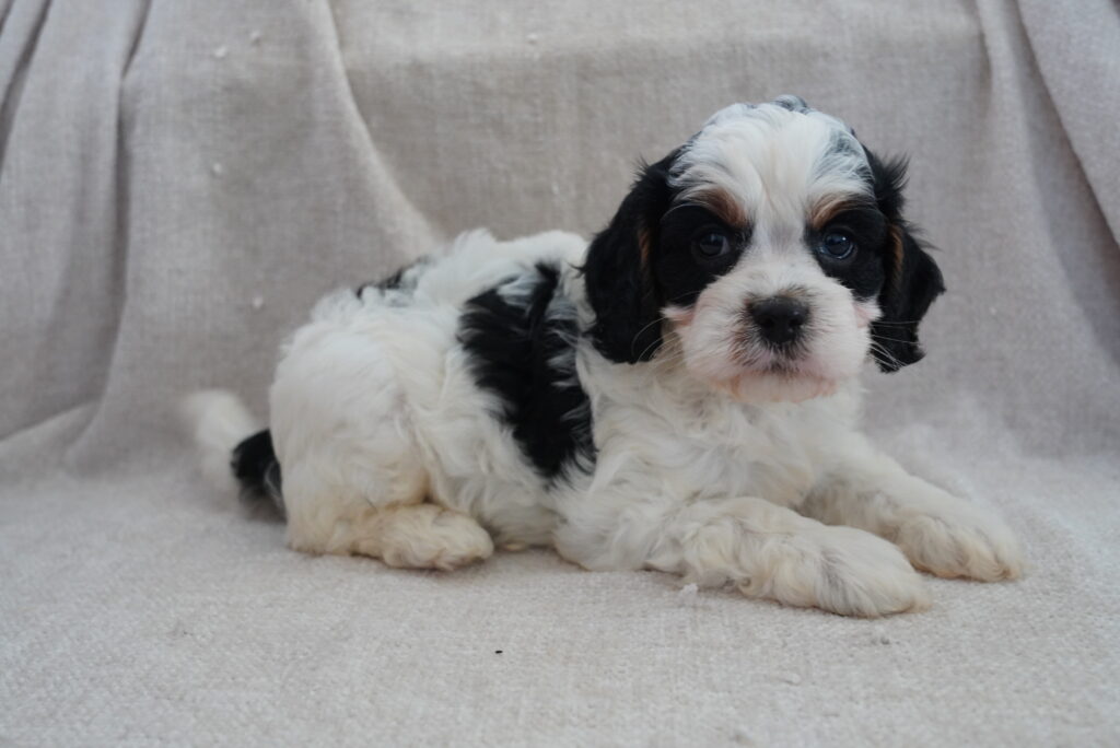 Cavapoo - 974