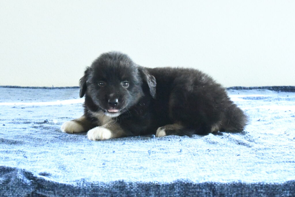 Australian Shepherd - 982