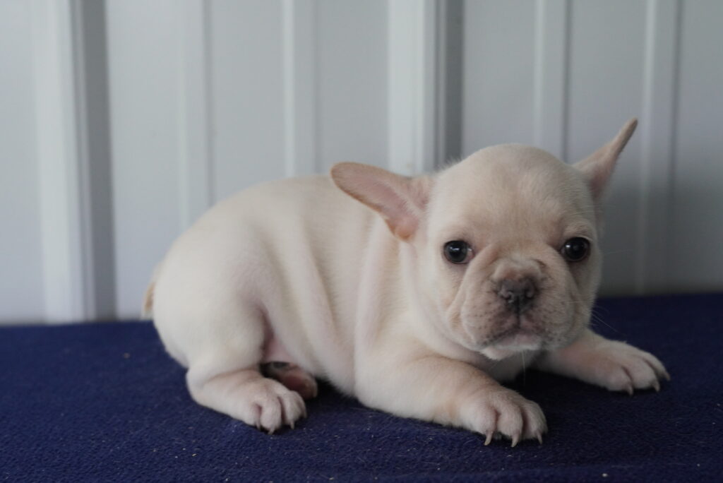 French Bulldog - 978