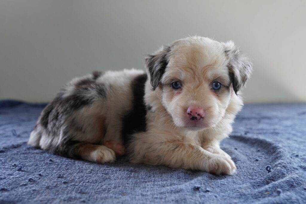 Mini Australian Shepherd - 976