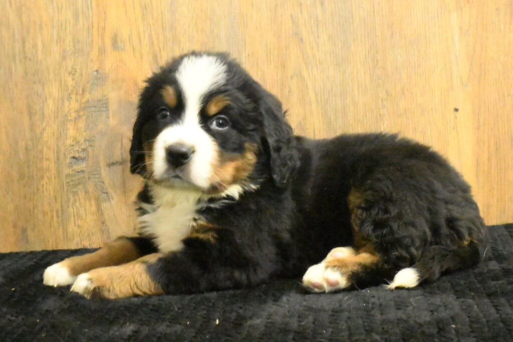 Bernese Mountain Dog - 980