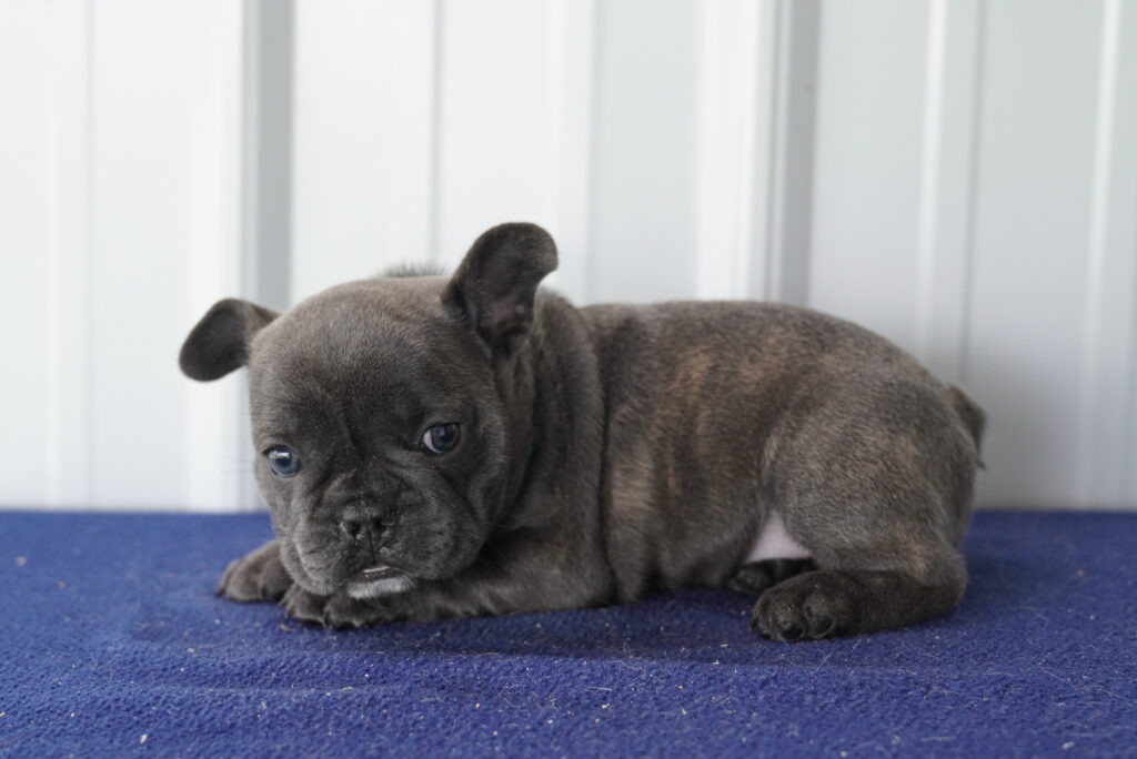 French Bulldog - 979