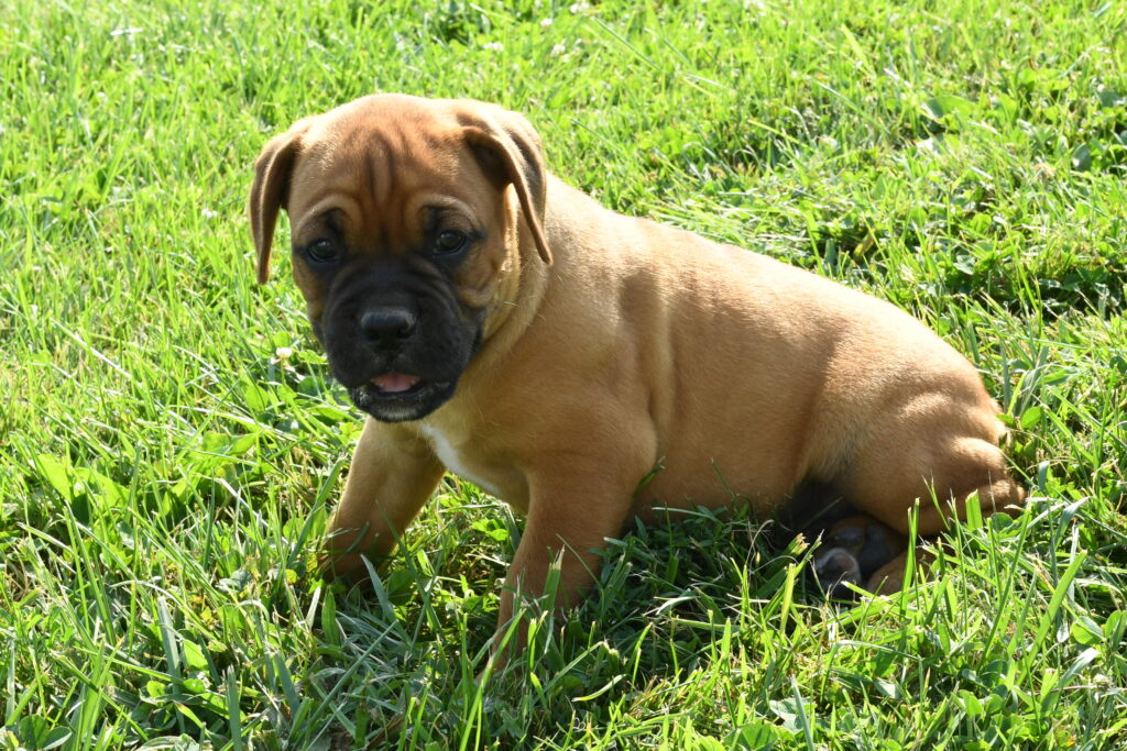 Boxer - 981