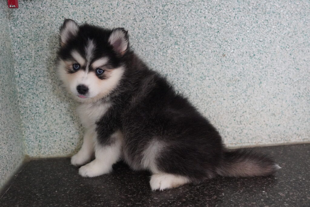 Pomsky - 972