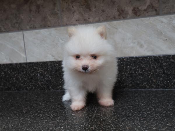 Pomeranian - 985