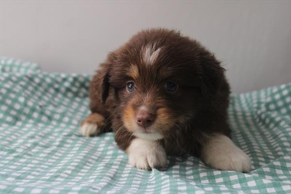 Miniature Australian Shepherd - 990
