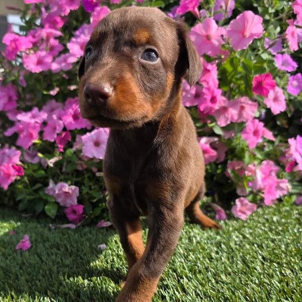 Doberman Pinscher - 1004