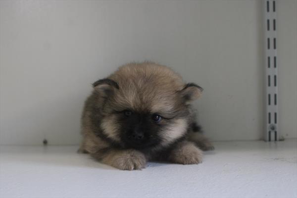 Pomeranian - 987