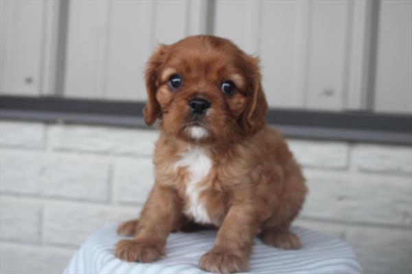 Cavalier King Charles Spaniel - 1006
