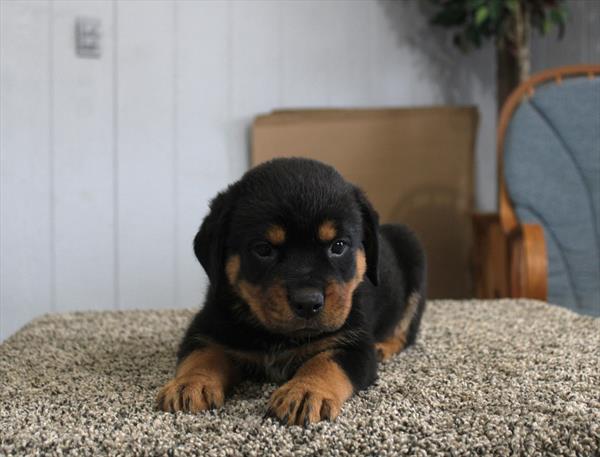 Rottweiler - 1013