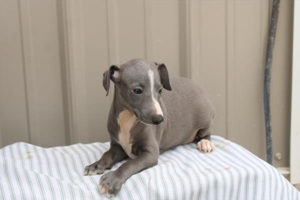 Italian Greyhound - 1008