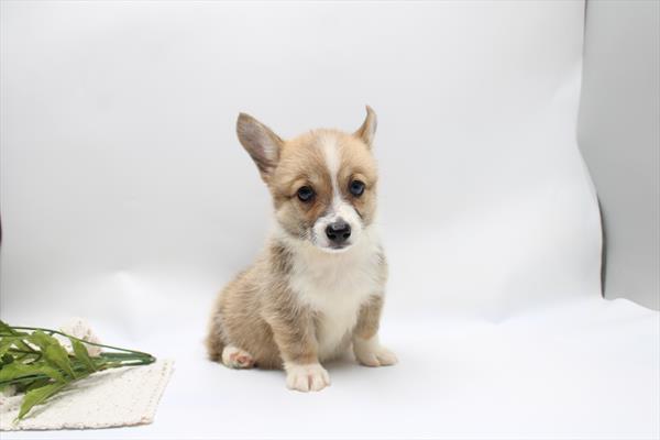 Pembroke Welsh Corgi - 986