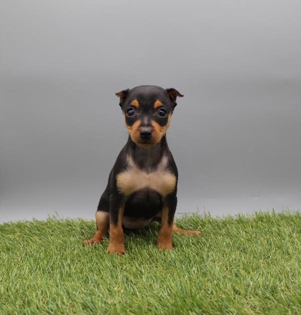 Miniature Pinscher - 1010