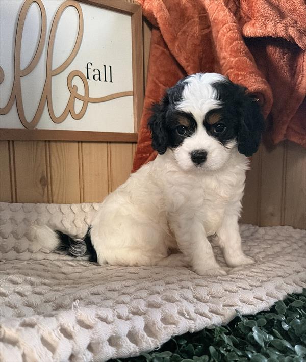 Cavapoo - 1011