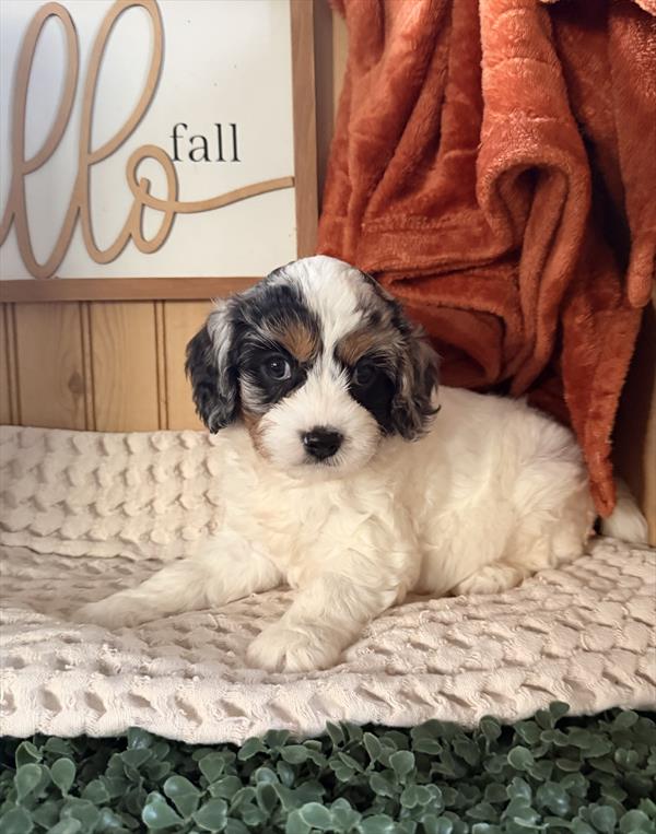 Cavapoo - 1012