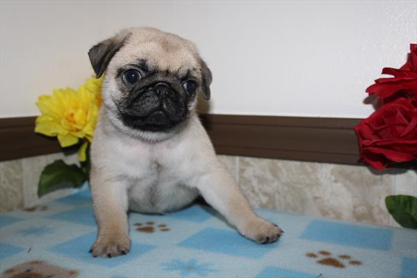 Pug - 1007